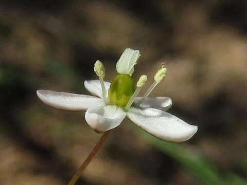 Imagem de Pharnaceum lanatum Bartl.