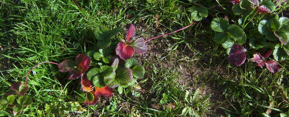 Image of Garden strawberry