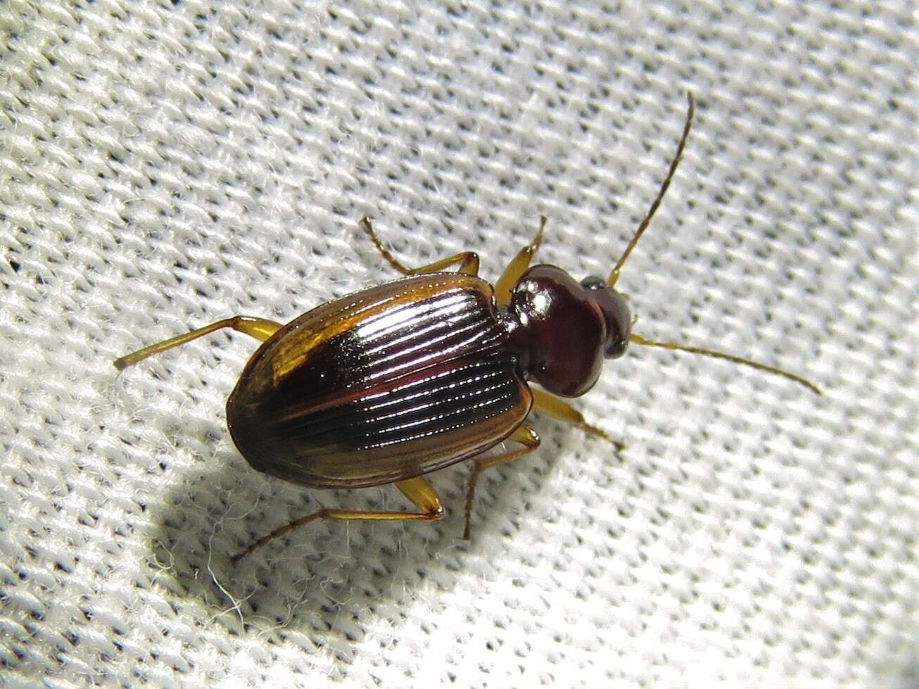 Image of Agonum (Olisares) pallipes (Fabricius 1787)