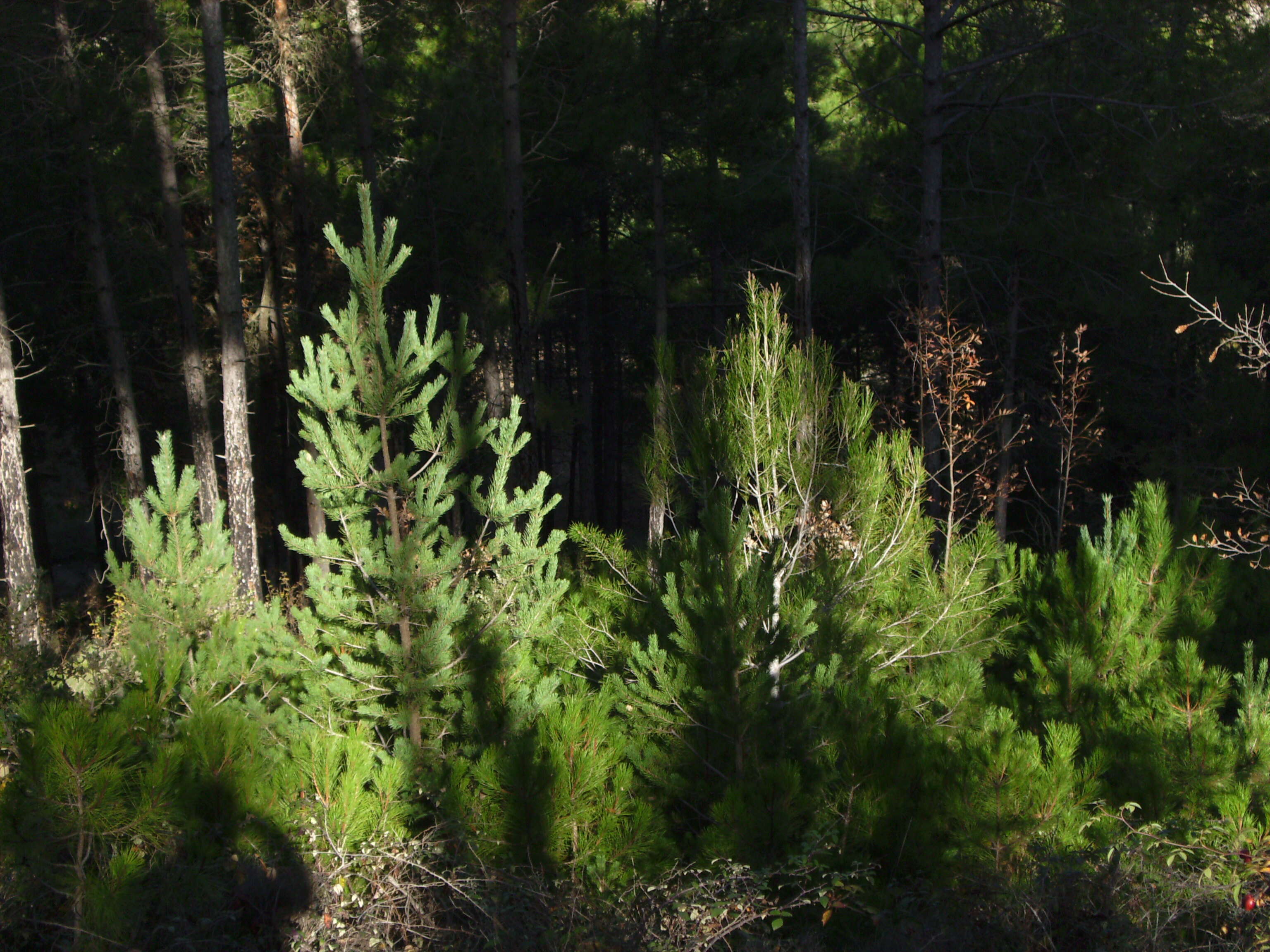 Image of Scotch Pine