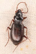 Image of <i>Nebria intermedia</i>