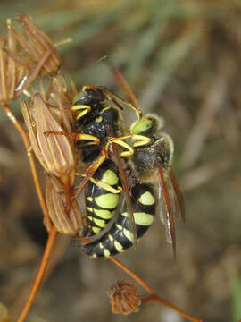 Image of Sphecius antennatus (Klug 1845)