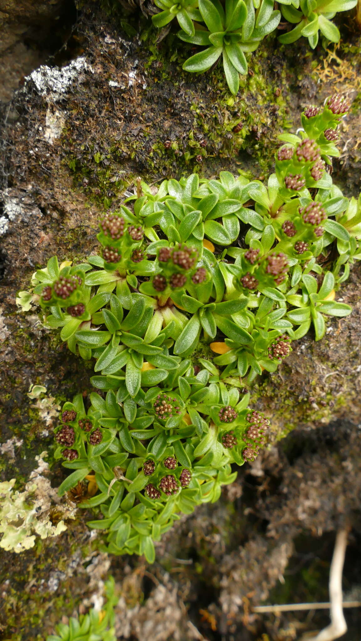 Image of Abrotanella spathulata (Hook. fil.) Hook. fil.