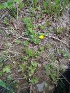 Imagem de Potentilla stolonifera Lehm. ex Ledeb.