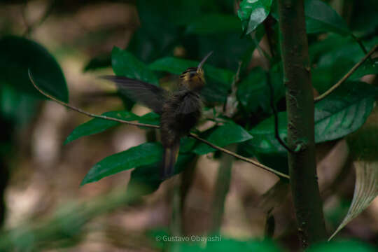 Image of Hook-billed hermit (hummingbird)