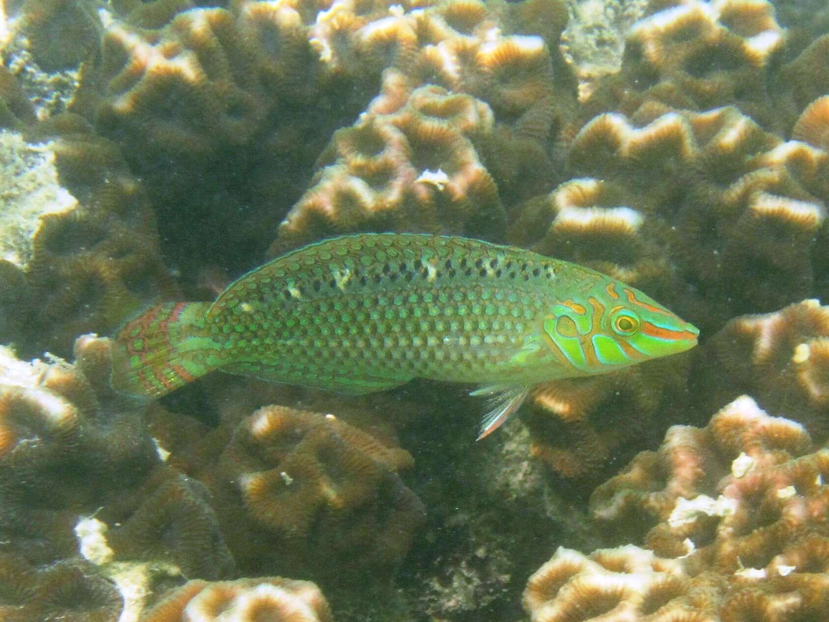 Image of Argus Wrasse