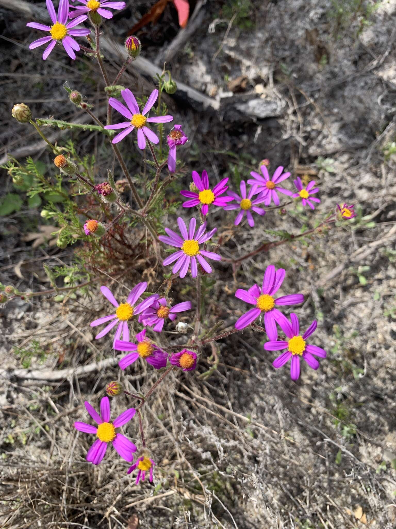 Plancia ëd Senecio arenarius Thunb.