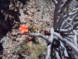 Image of Jatropha macrantha Müll. Arg.