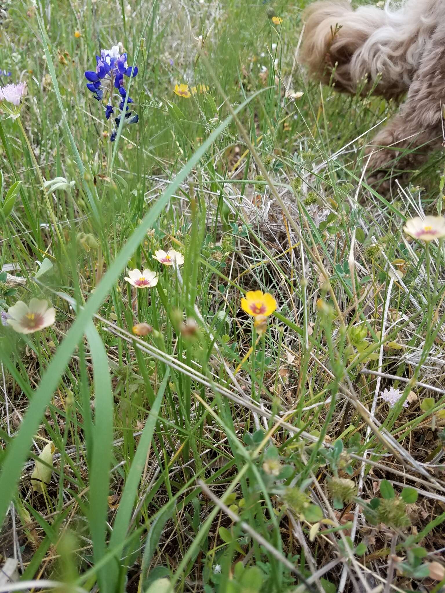 Image of Texas flax