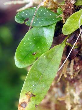 Image of birdwing fern