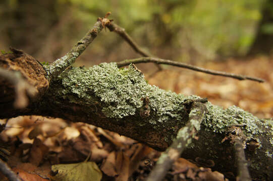 Image of rosette lichen