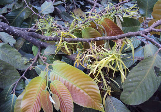 Plancia ëd Polyalthia fragrans (Dalzell) Hook. fil. & Thomson