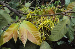 Plancia ëd Polyalthia fragrans (Dalzell) Hook. fil. & Thomson