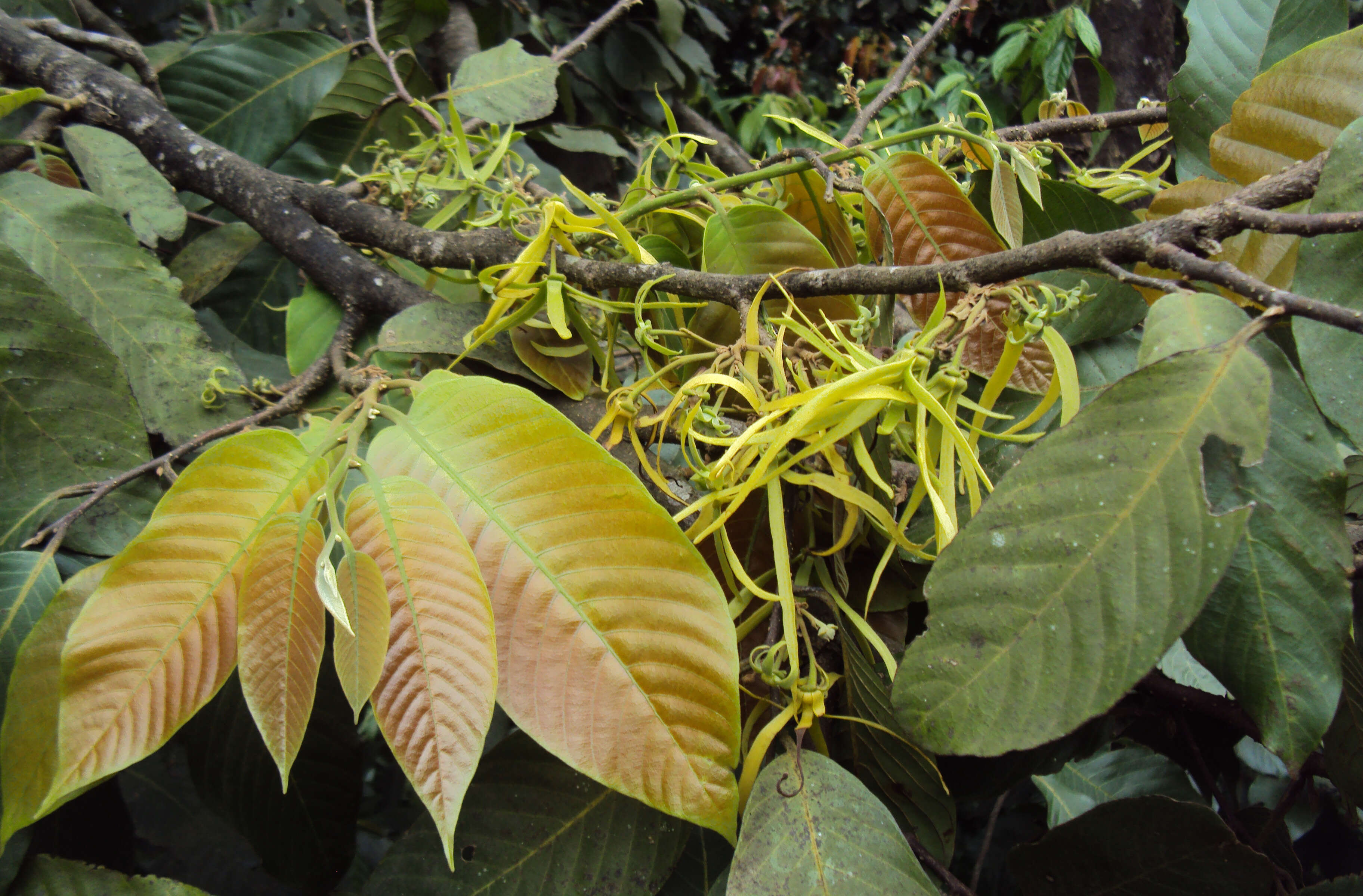 Plancia ëd Polyalthia fragrans (Dalzell) Hook. fil. & Thomson