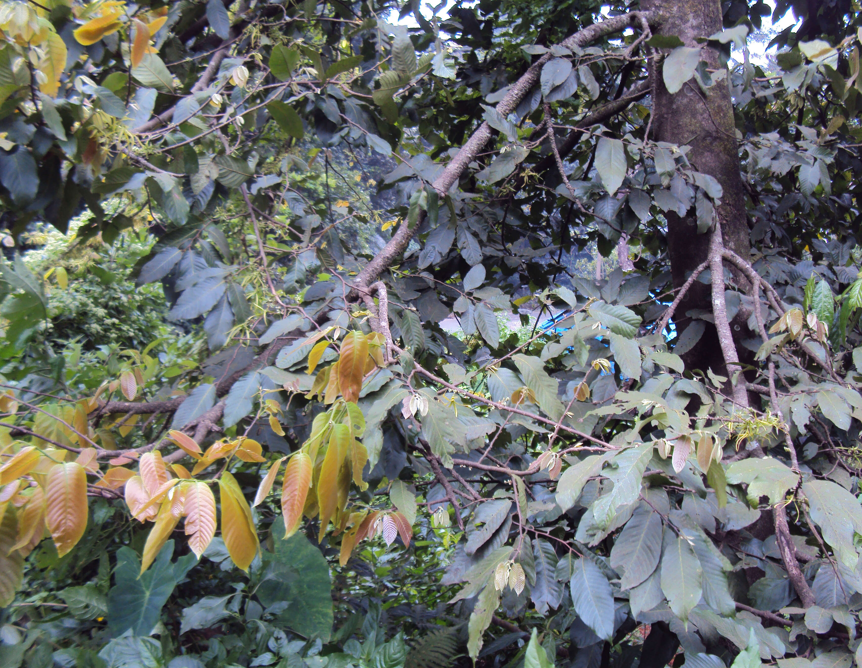 Plancia ëd Polyalthia fragrans (Dalzell) Hook. fil. & Thomson