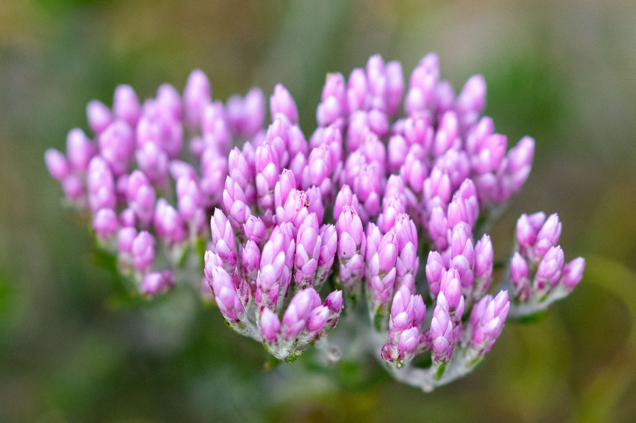 Image of Metalasia erubescens DC.