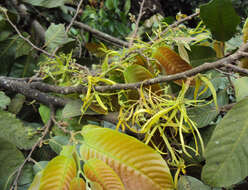 Plancia ëd Polyalthia fragrans (Dalzell) Hook. fil. & Thomson