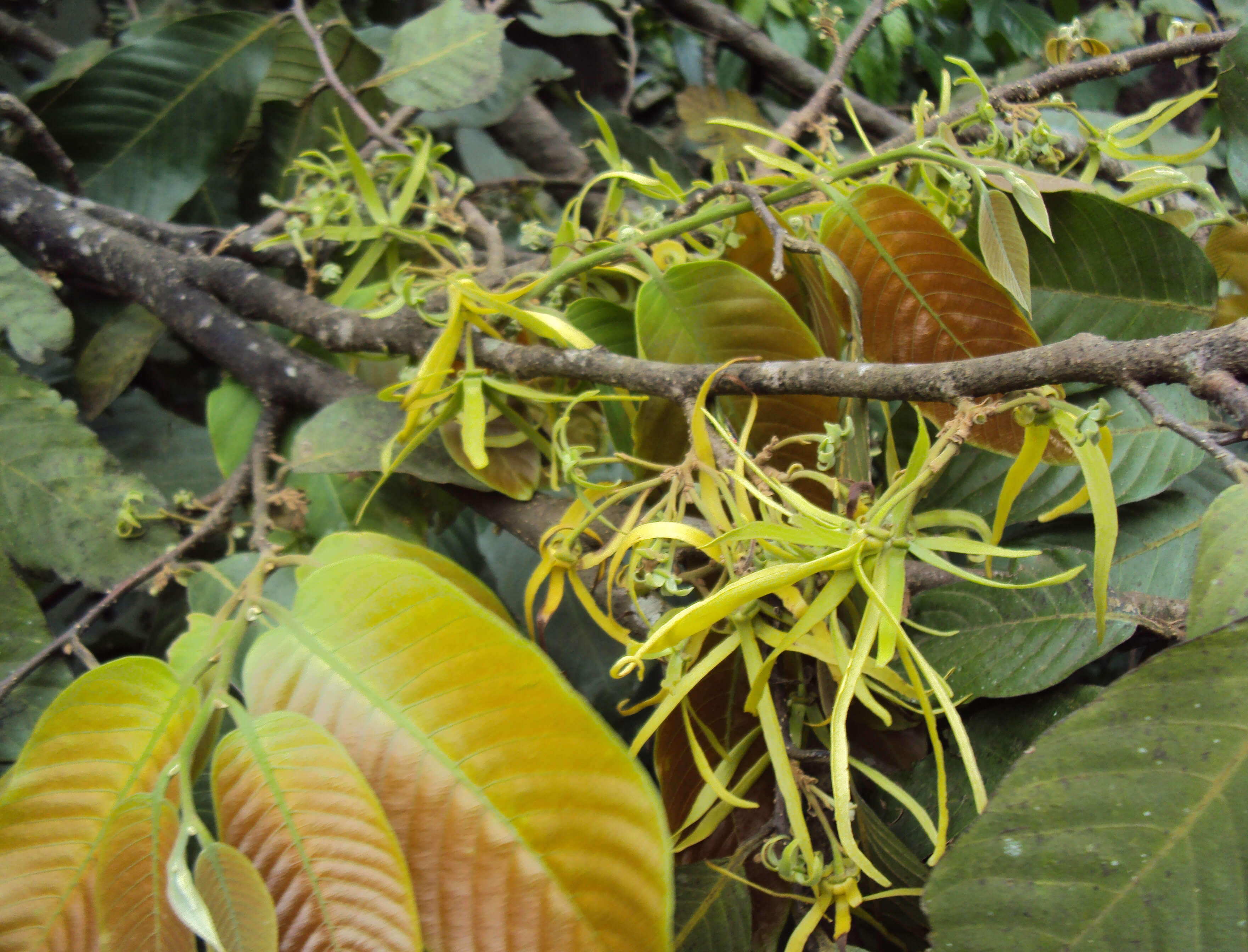 Plancia ëd Polyalthia fragrans (Dalzell) Hook. fil. & Thomson