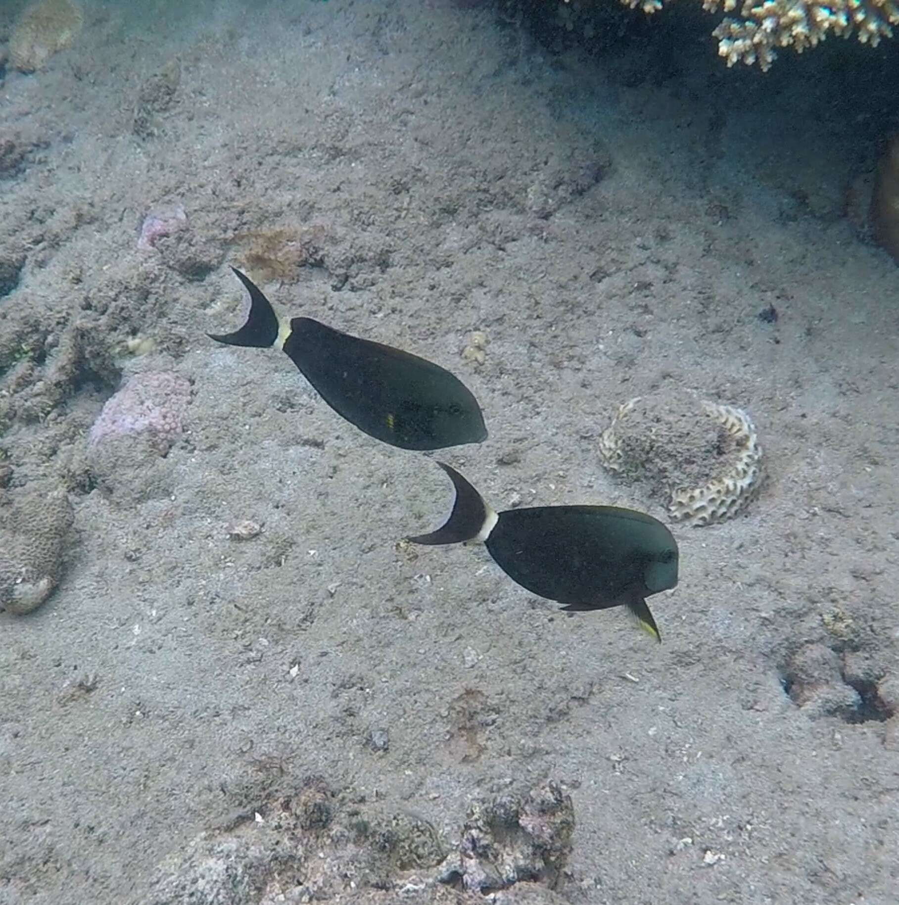 Image of Black-barred Surgeonfish