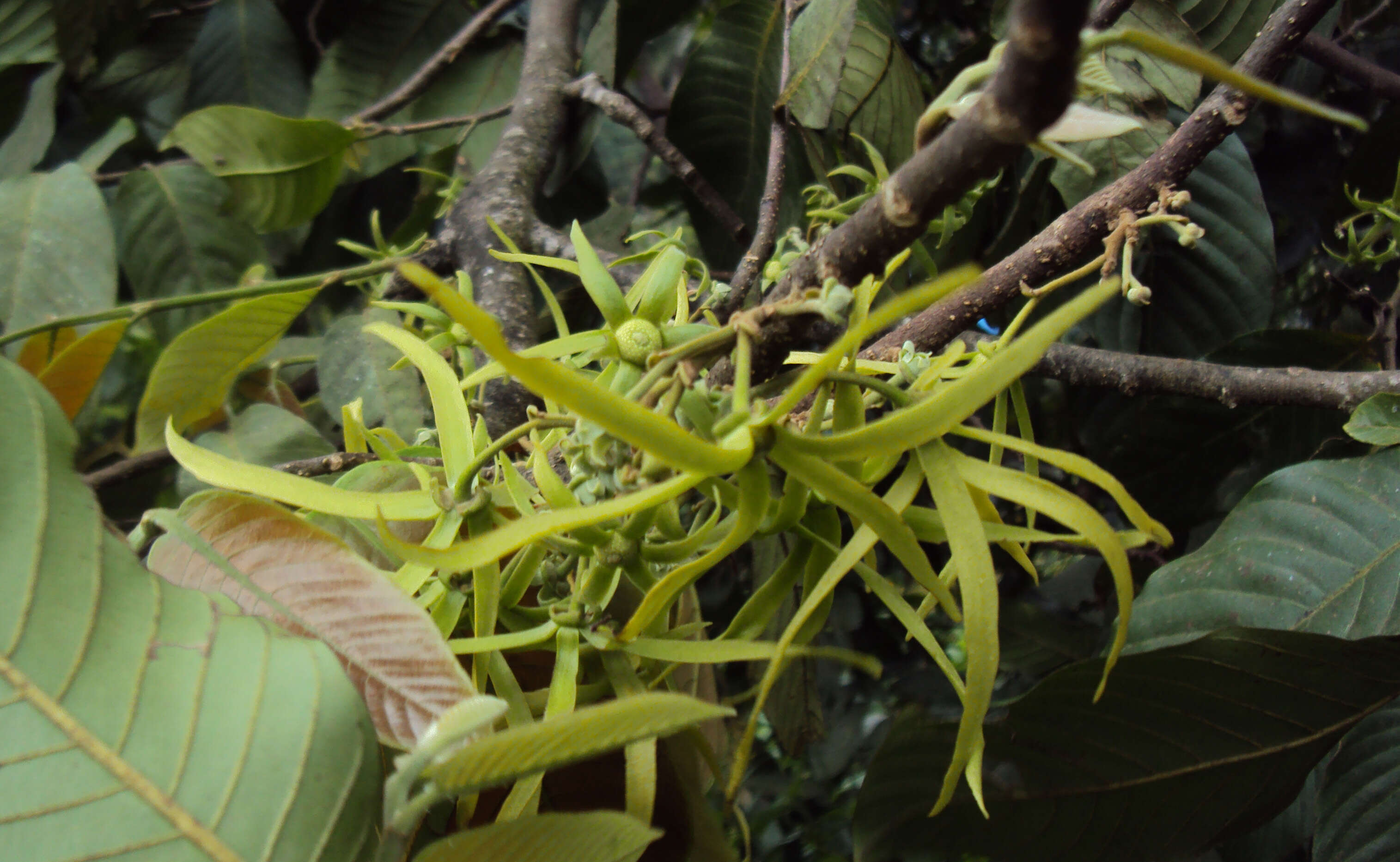 Plancia ëd Polyalthia fragrans (Dalzell) Hook. fil. & Thomson