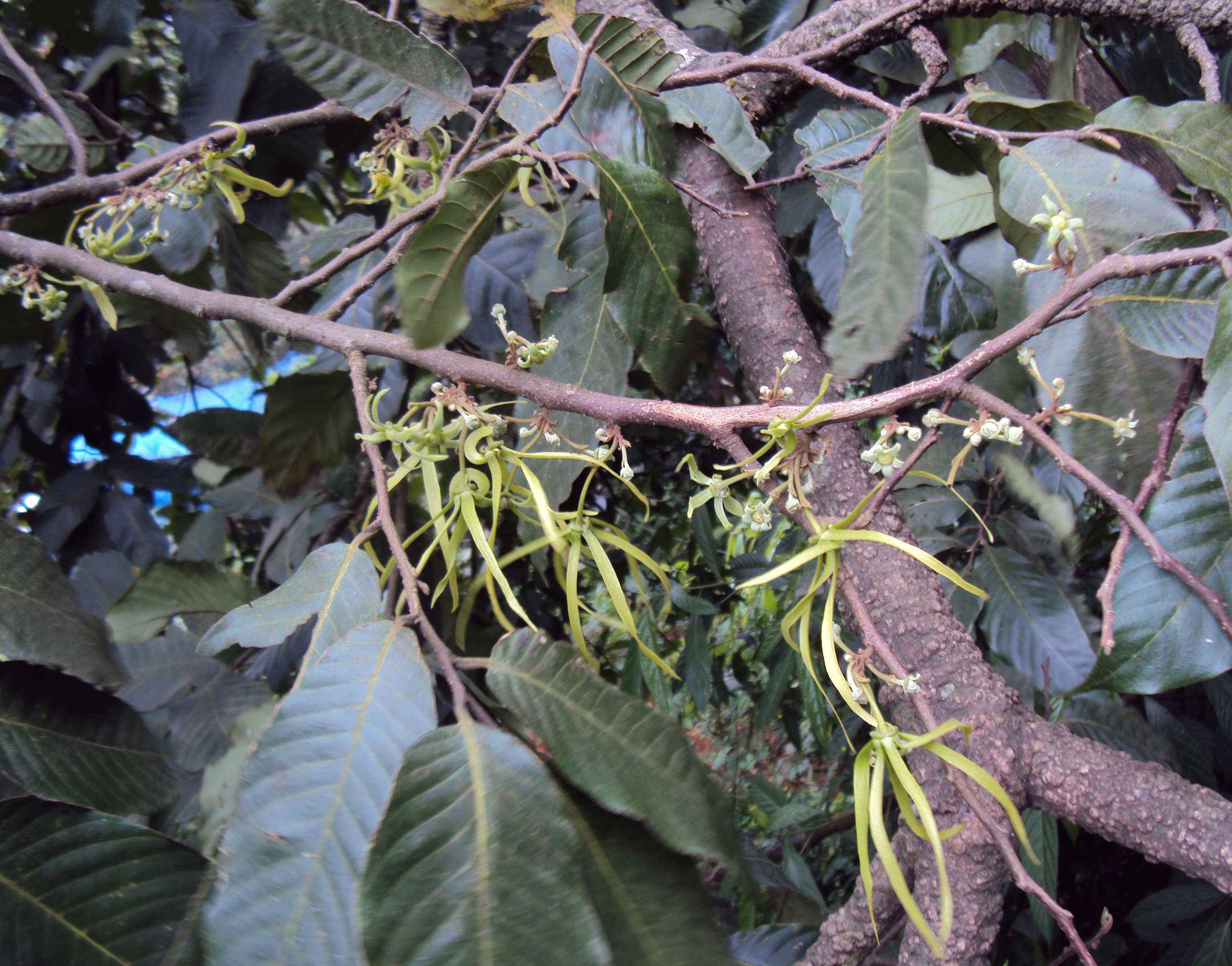 Plancia ëd Polyalthia fragrans (Dalzell) Hook. fil. & Thomson