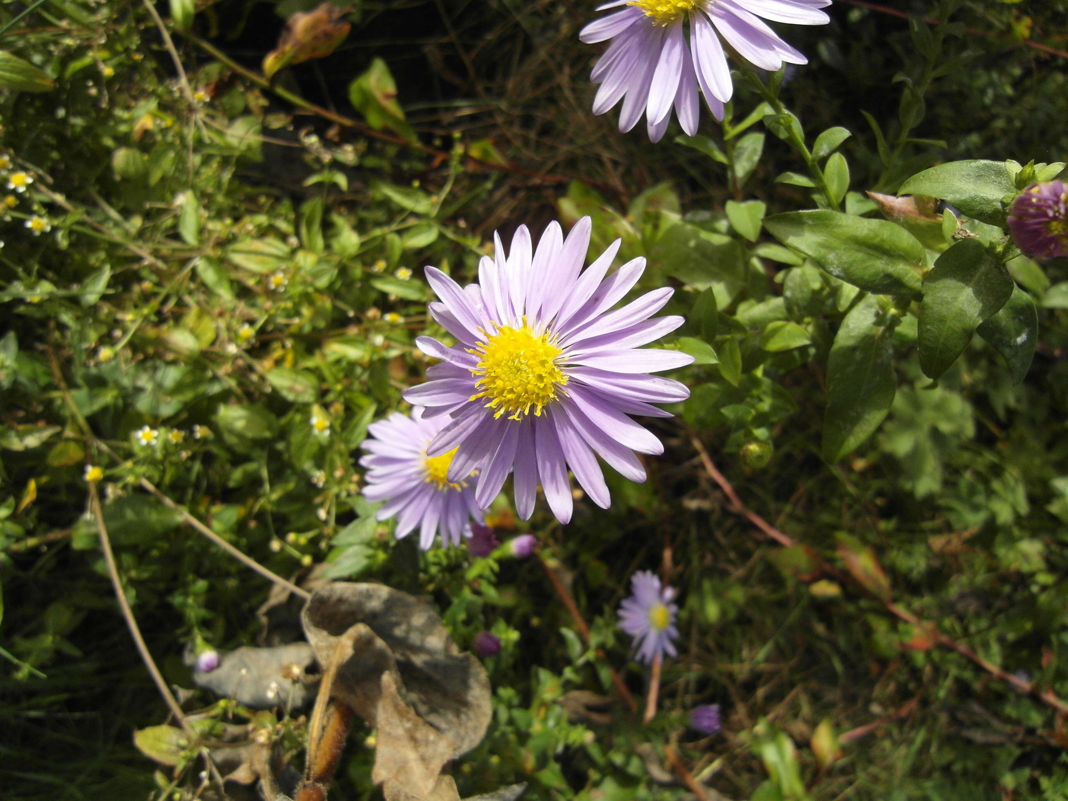 Image of New York aster