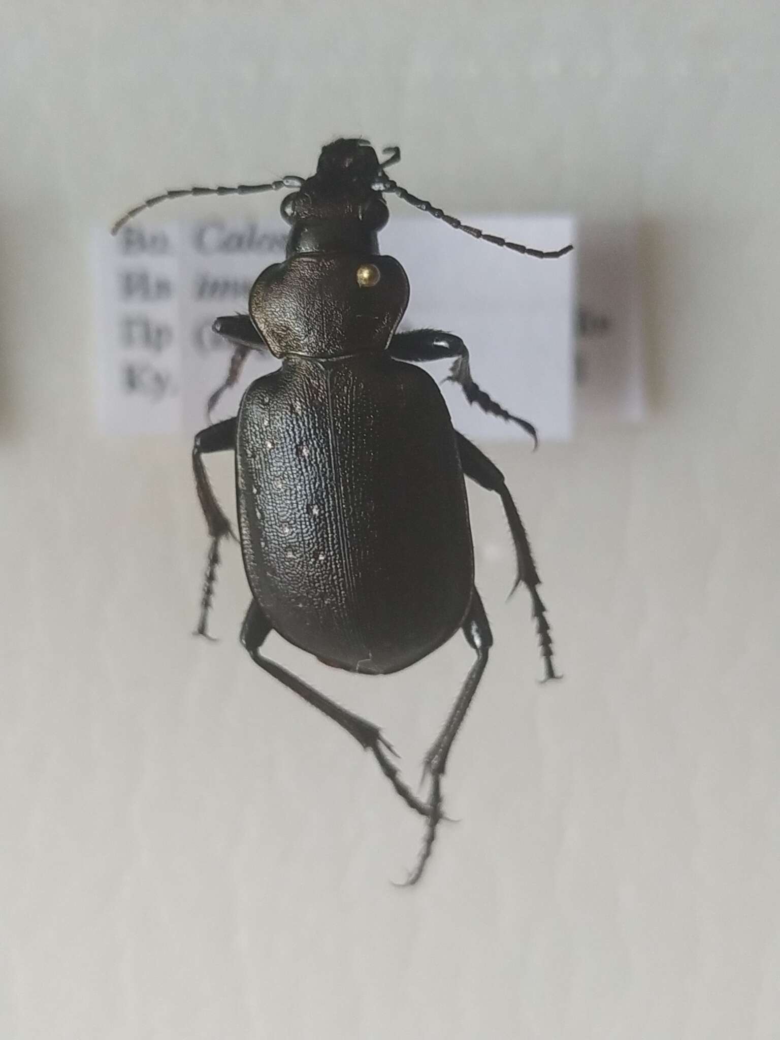 Image of Calosoma (Charmosta) investigator (Illiger 1798)