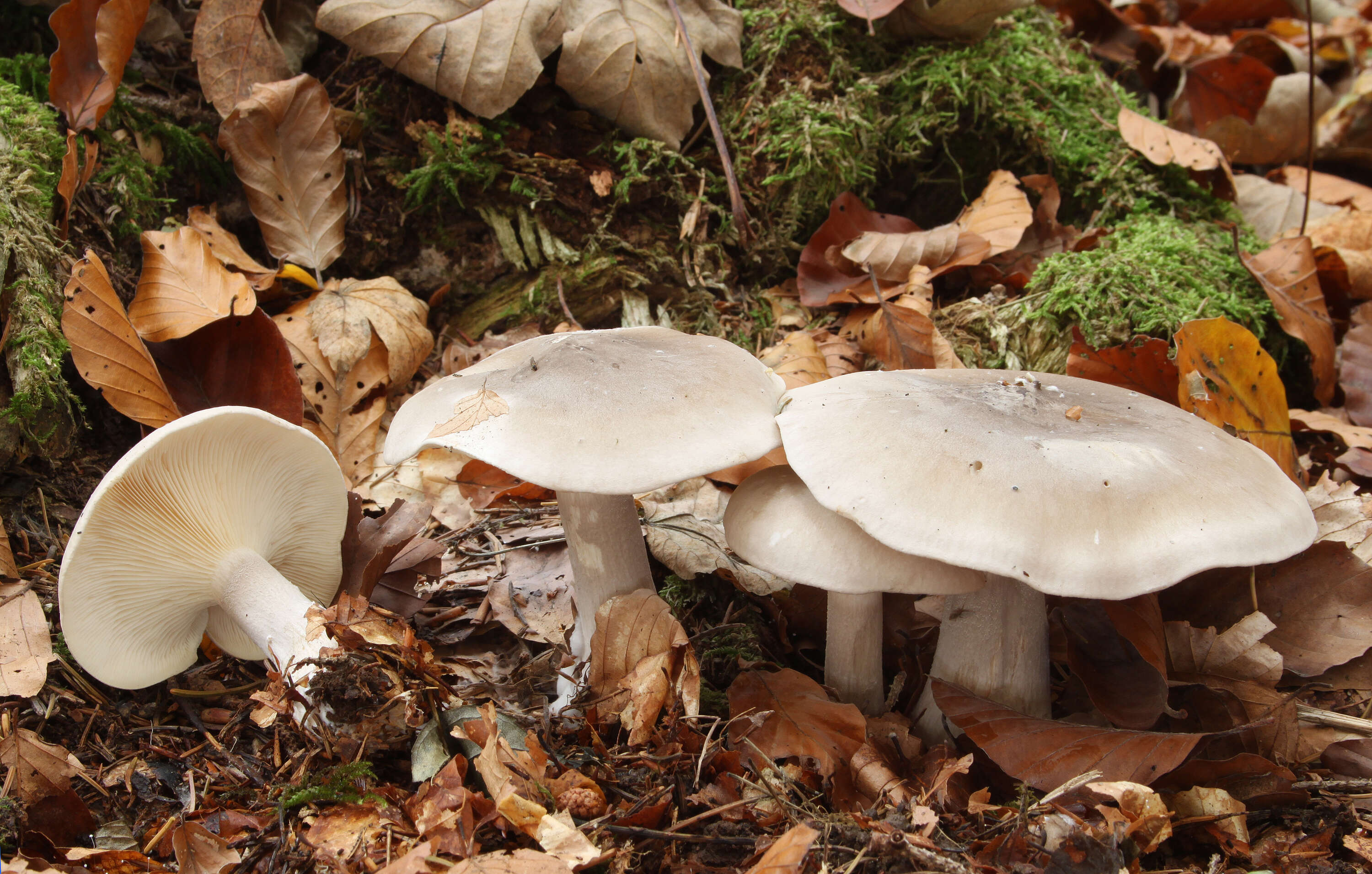 Image of Clitocybe nebularis (Batsch) P. Kumm. 1871