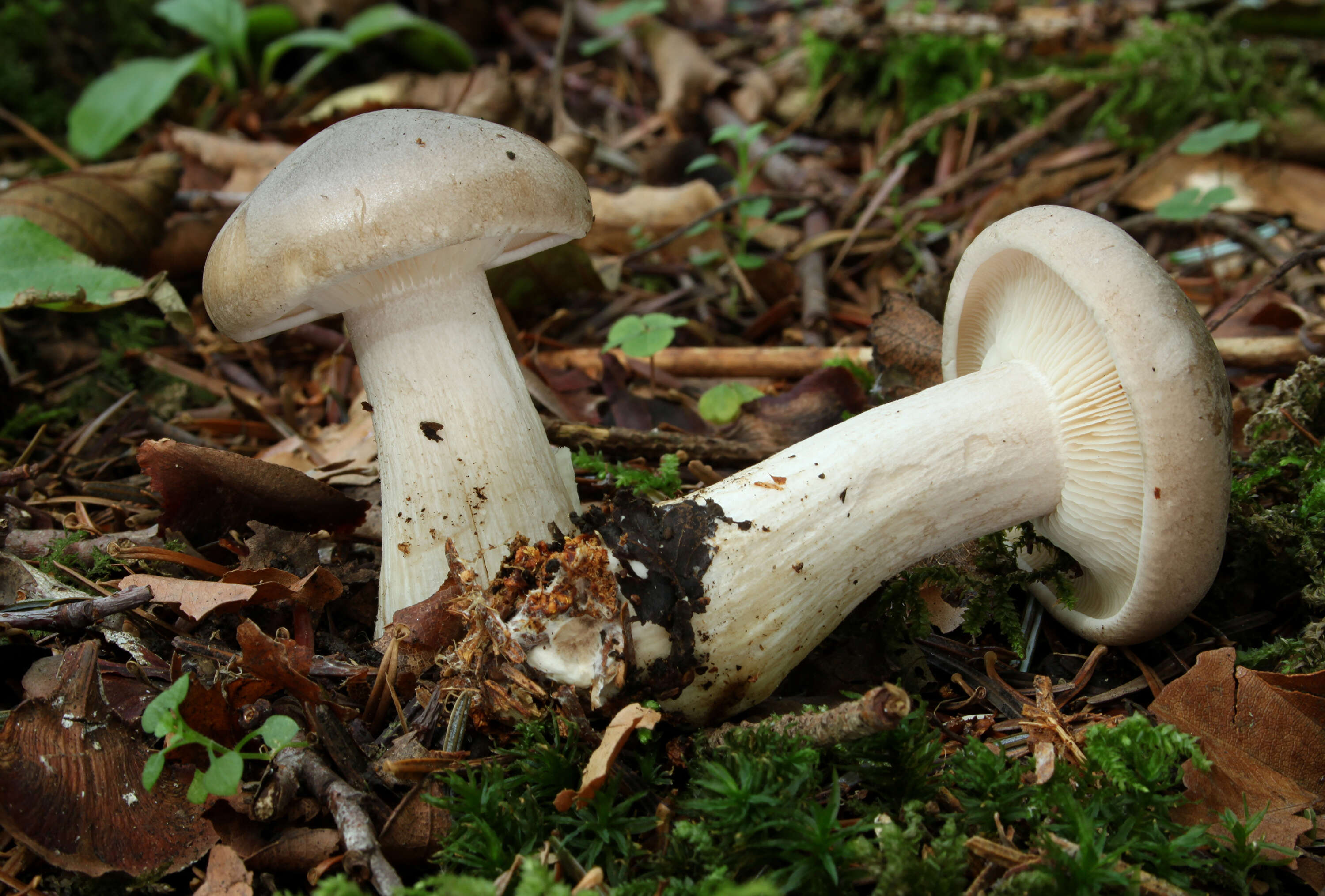 Image of Clitocybe nebularis (Batsch) P. Kumm. 1871