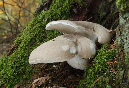 Image of Pleurotus dryinus (Pers.) P. Kumm. 1871