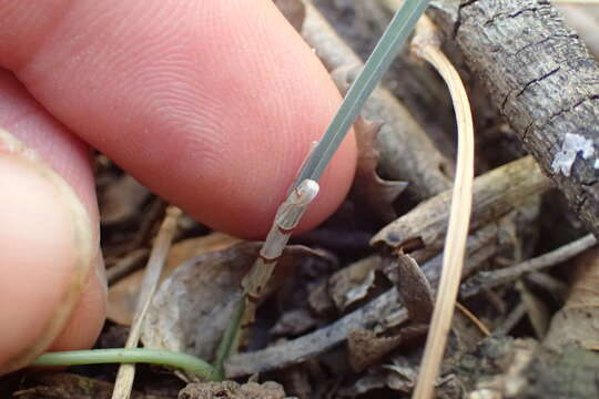 Image of Ornithogalum anguinum F. M. Leight. ex Oberm.