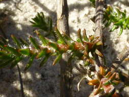 Image of Roella arenaria Schltr.