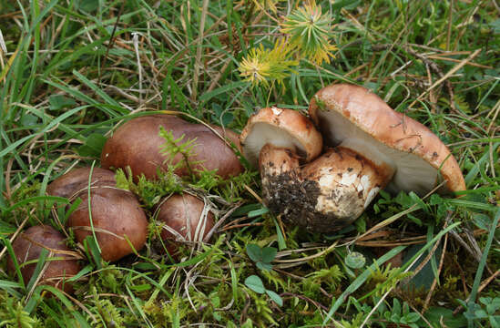 Image of Tricholoma batschii Gulden 1969