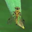 Image of Chrysopilus splendidus (Meigen 1820)