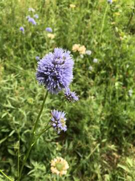 Image of bluehead gilia