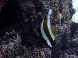 Image of Horned Bannerfish