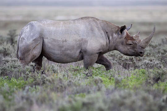 Image of Black Rhinoceros