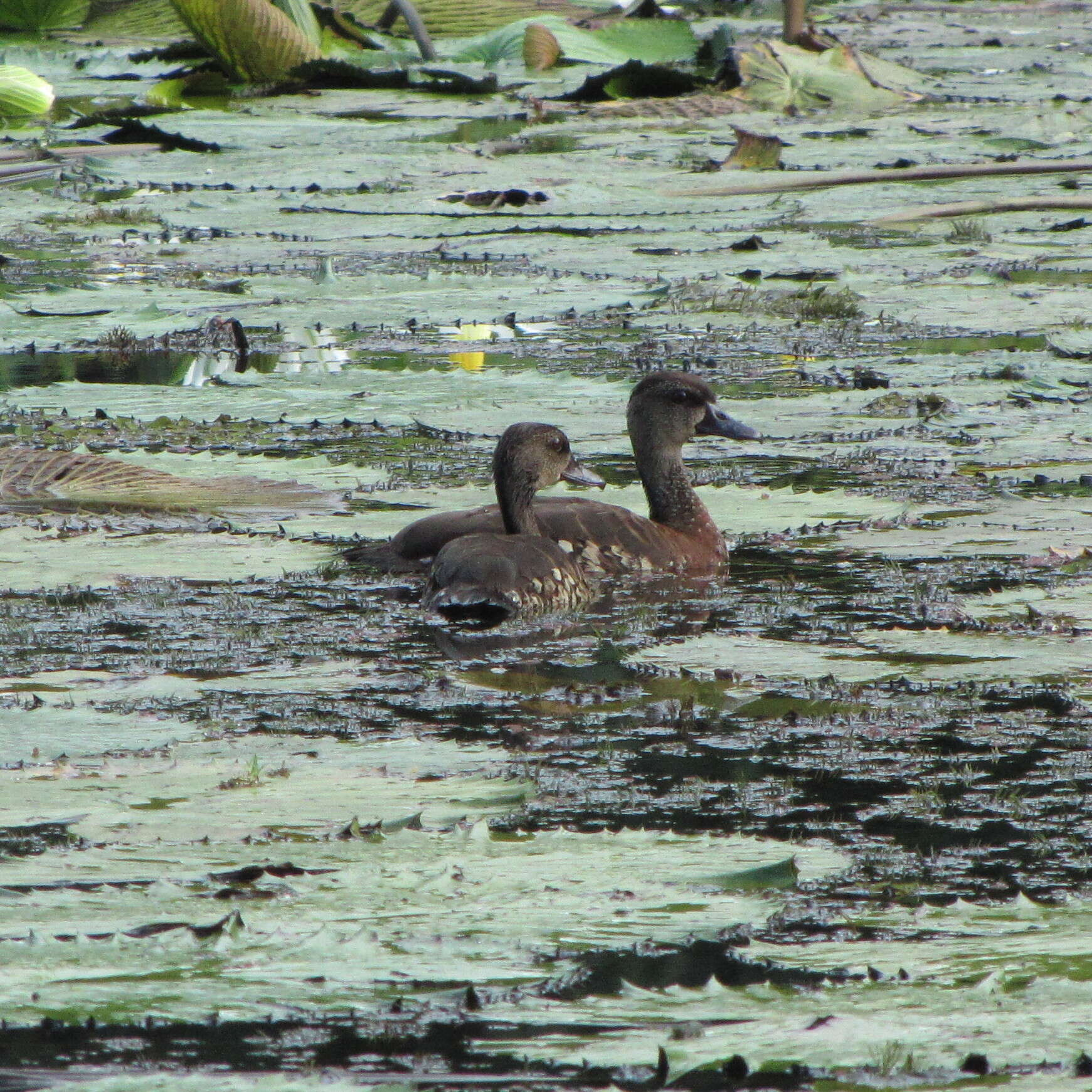 Image of Spotted Whistling Duck