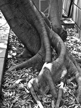 Image of Ficus insipida Willd.