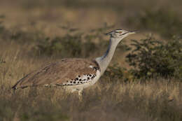 Image of Kori Bustard