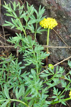 Imagem de Lomatium cous (S. Wats.) Coult. & Rose