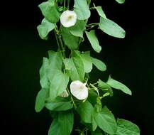 Image of Field Bindweed