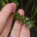 Image de <i>Cliffortia <i>ilicifolia</i></i> var. ilicifolia