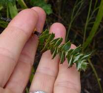 Image of <i>Cliffortia <i>ilicifolia</i></i> var. ilicifolia