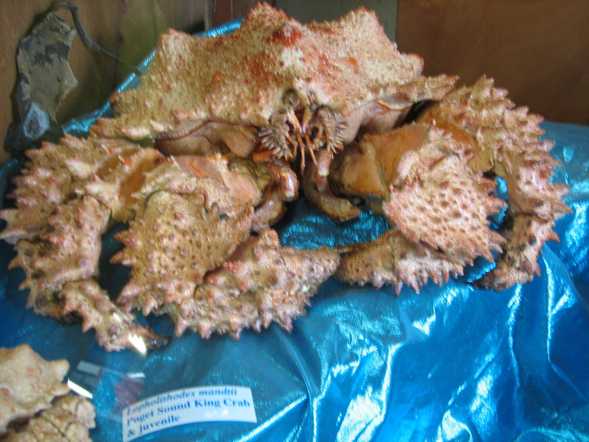 Image of Puget Sound king crab