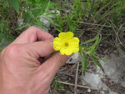 Image of Oenothera serrulata Nutt.