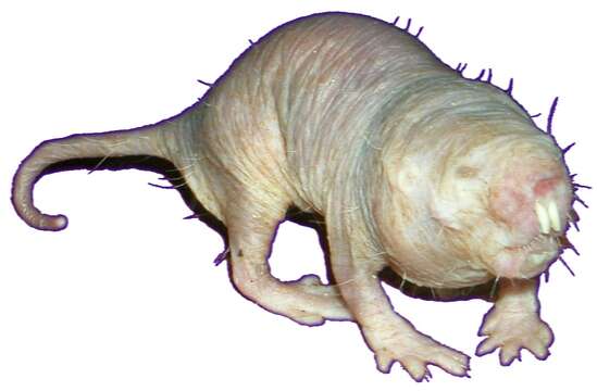 Image of Heterocephalus Rüppell 1842