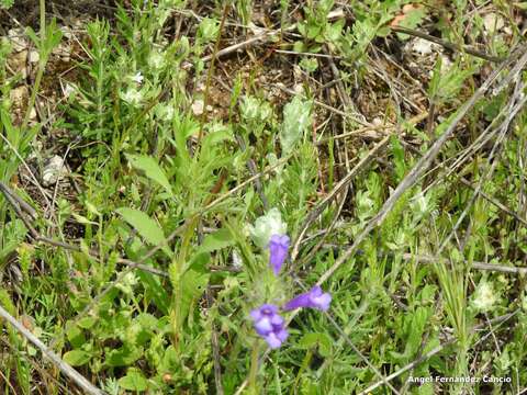 Cleonia lusitanica (L.) L.的圖片