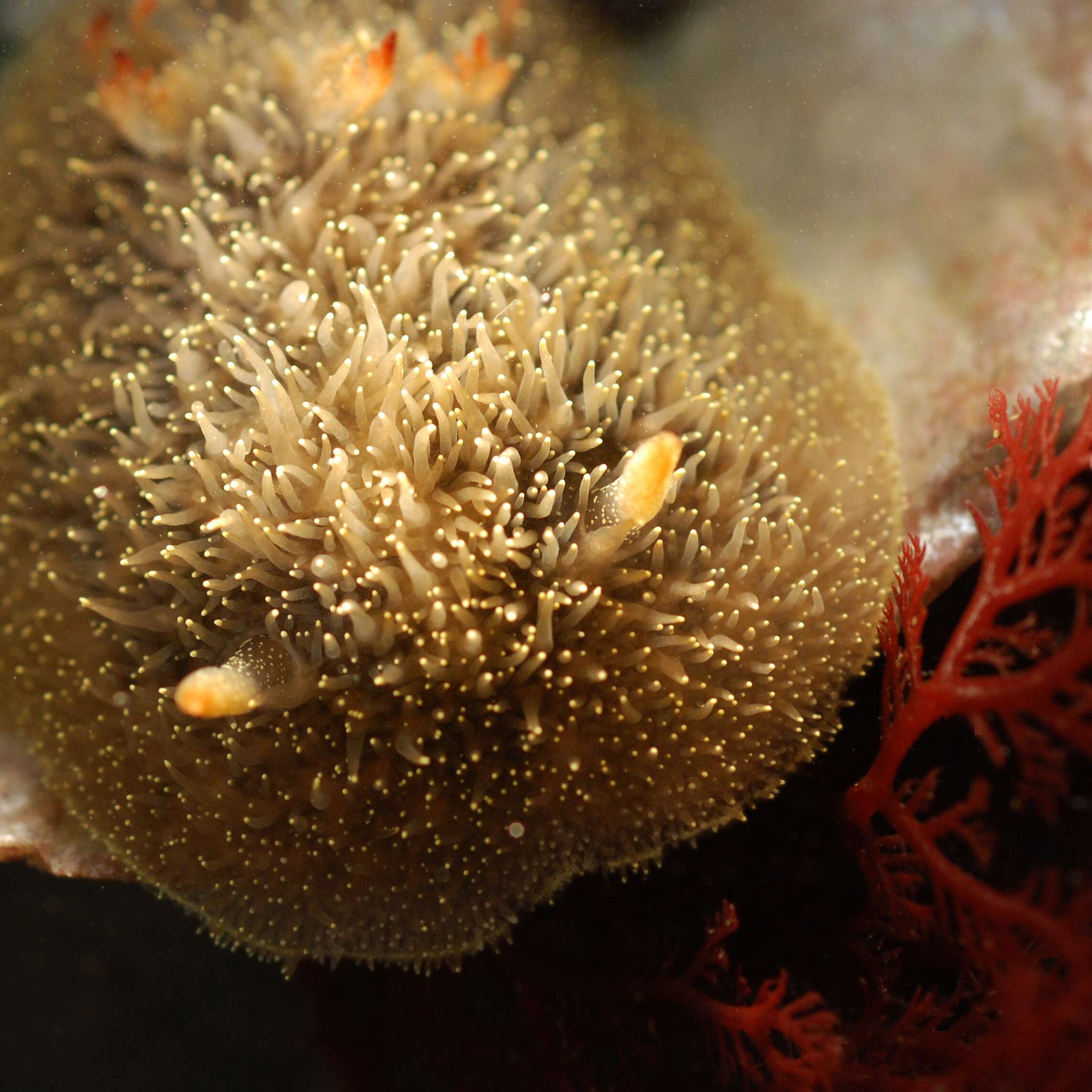 Image of Acanthodoris nanaimoensis O'Donoghue 1921