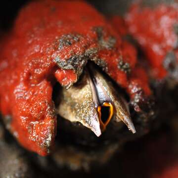 Image of Giant Acorn Barnacle